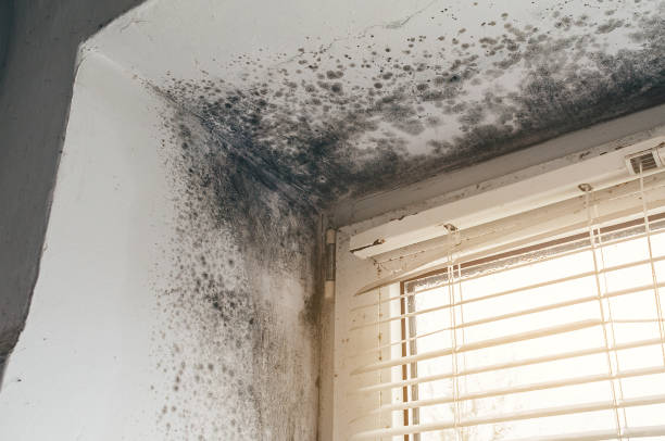 Affordable Mold Cleanup solutions in Garland, TX